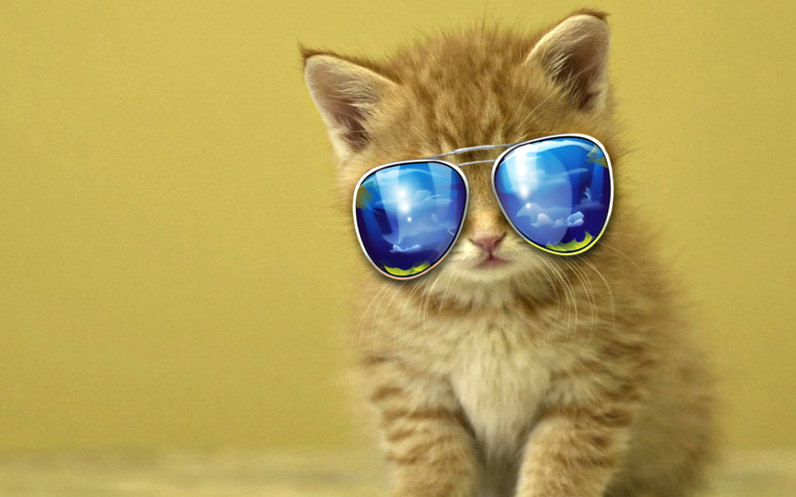 Kitten With Sunglasses HD Wallpaper