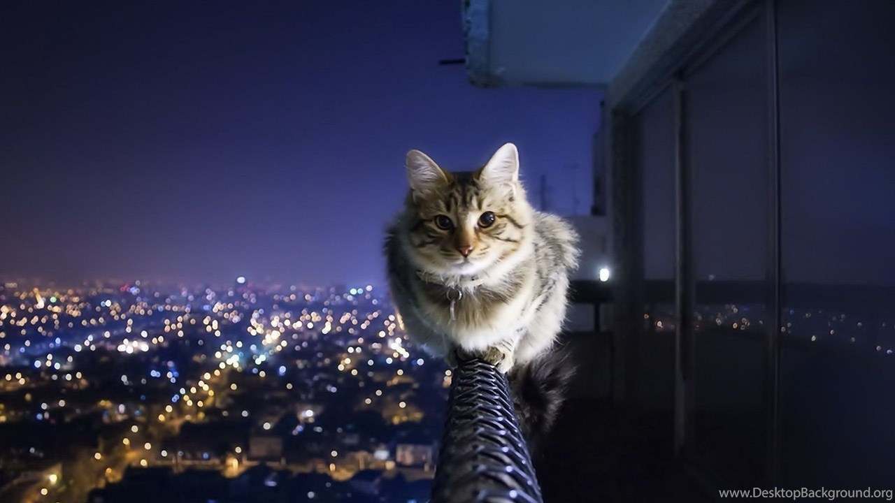 Cat Wallpaper HD Background Image FHD 4k