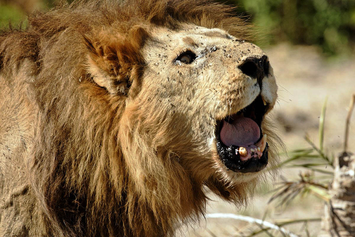  blog Lions Roaring Pics Roaring Lion Pictures and Closeup Wallpapers