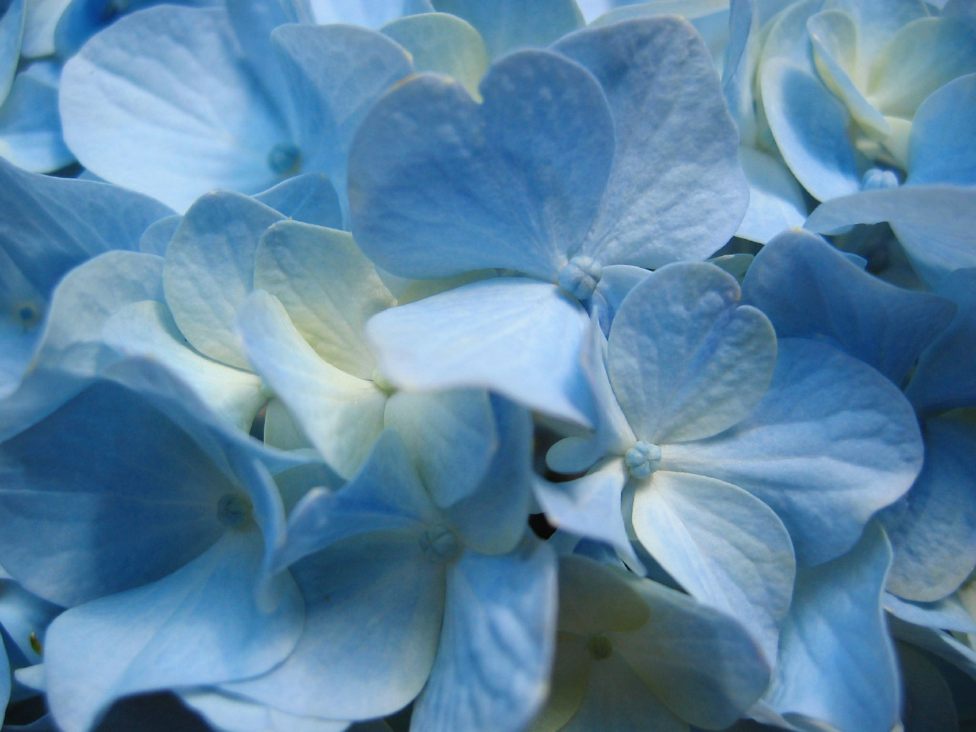Nature Wallpaper Blue Hydrangea Flower