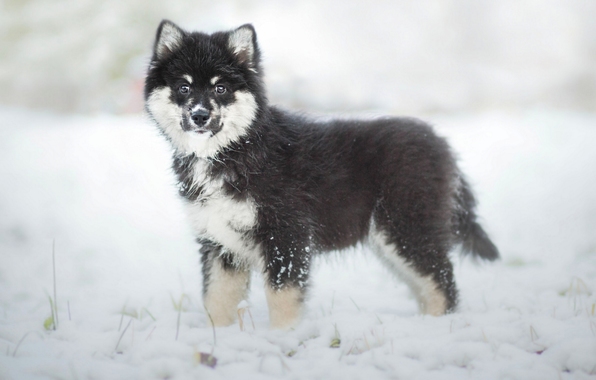 Finnish Lapphund Husky Dog Puppy Winter Wallpaper