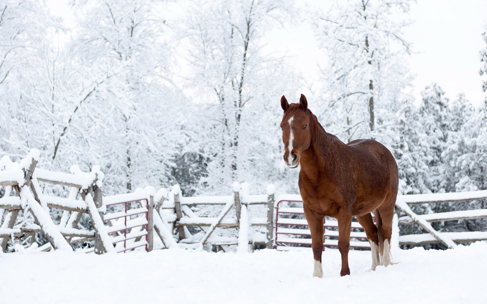 🔥 [44+] Winter Horses Pictures Wallpaper WallpaperSafari