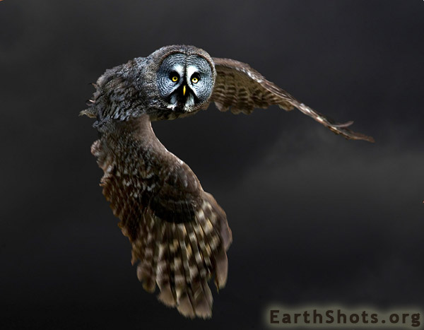 Cool Image Wonderful Owls Photography By John Booth