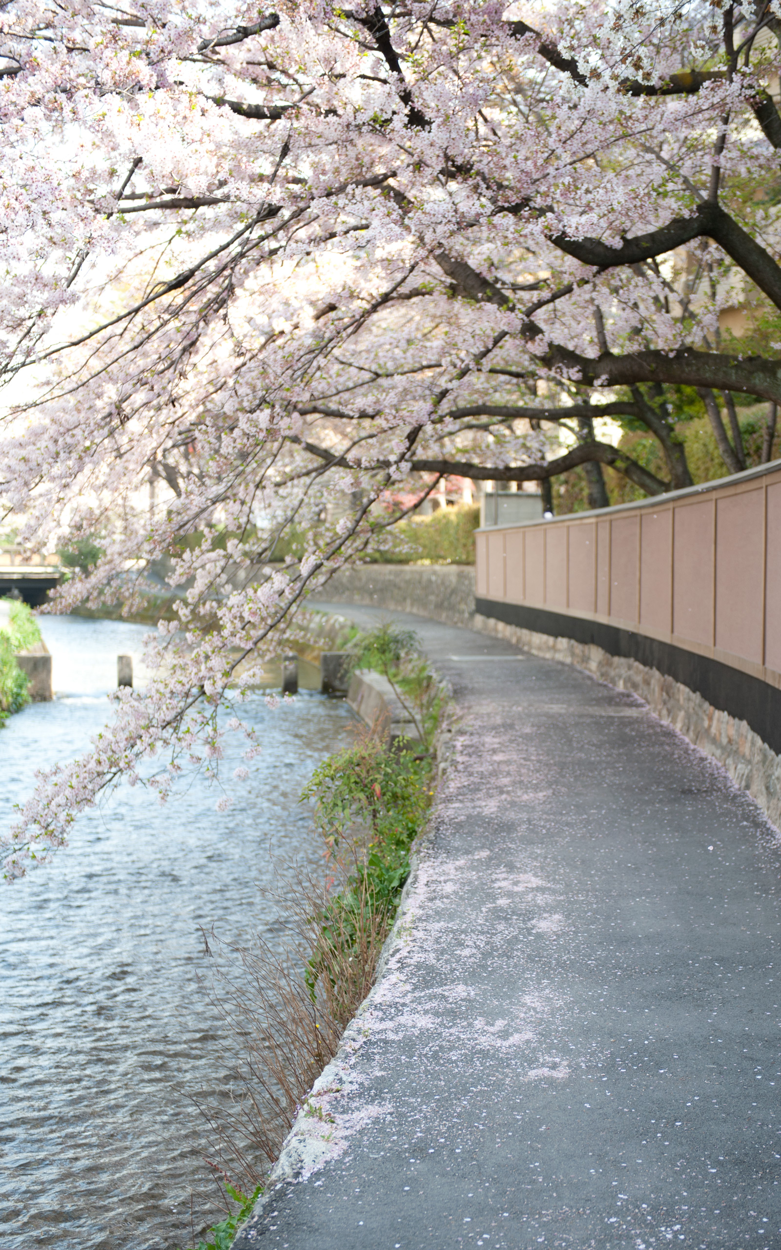 Jeffrey Friedls Blog A Pleasant Cherry Blossom Morning in Kyoto