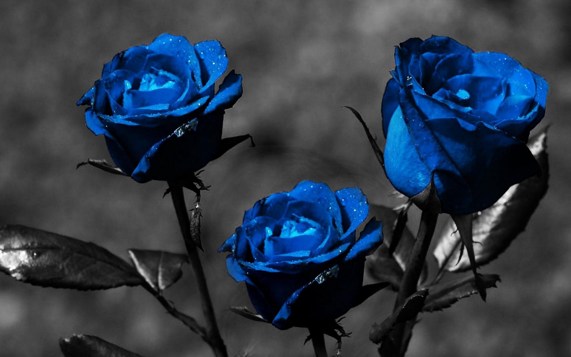 Blue Rose Widescreen High Quality Wallpaper Image