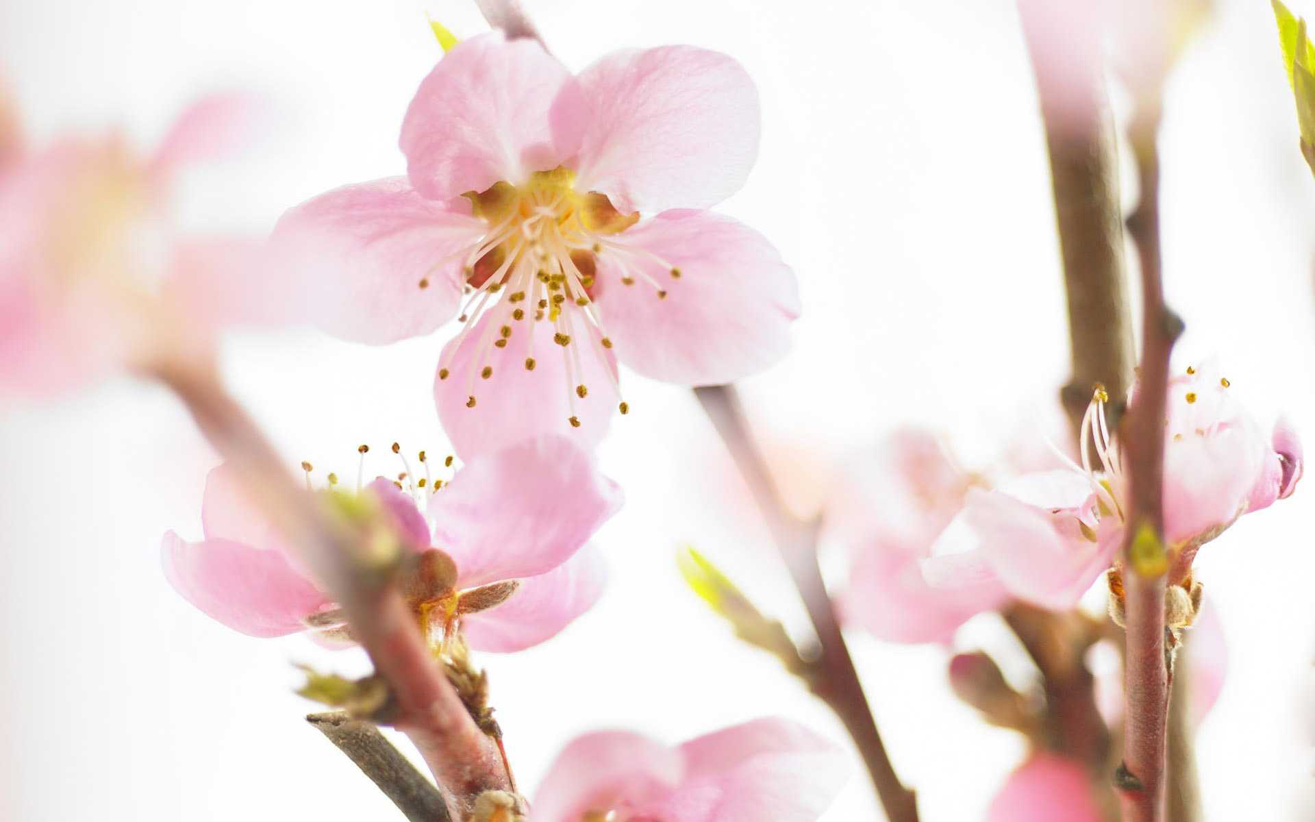 Desktop Background Animal Life Flowers Spring Flowering Cherry