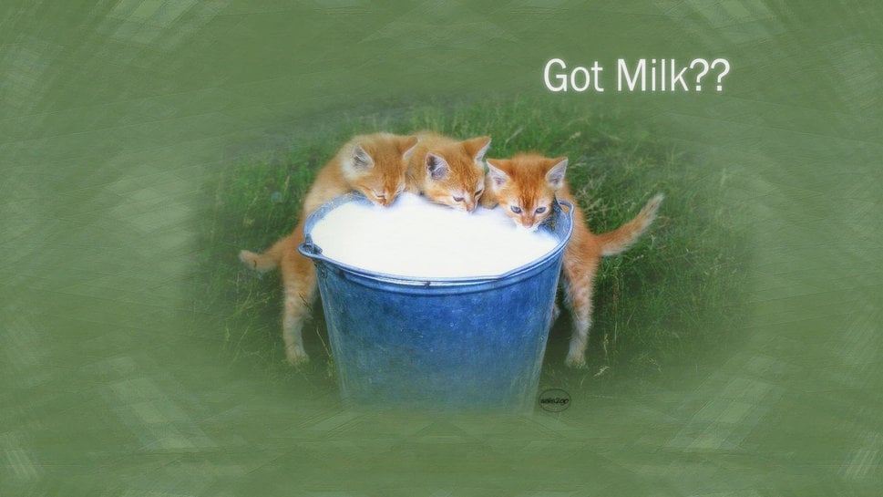 Got milk Wallpaper