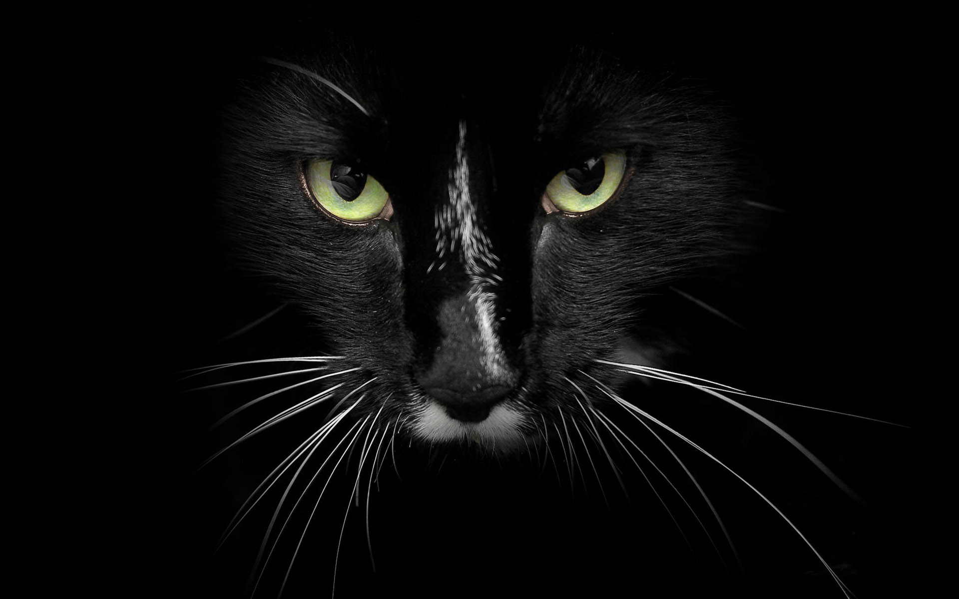 Black Cat With Green Eyes Wallpaper Id