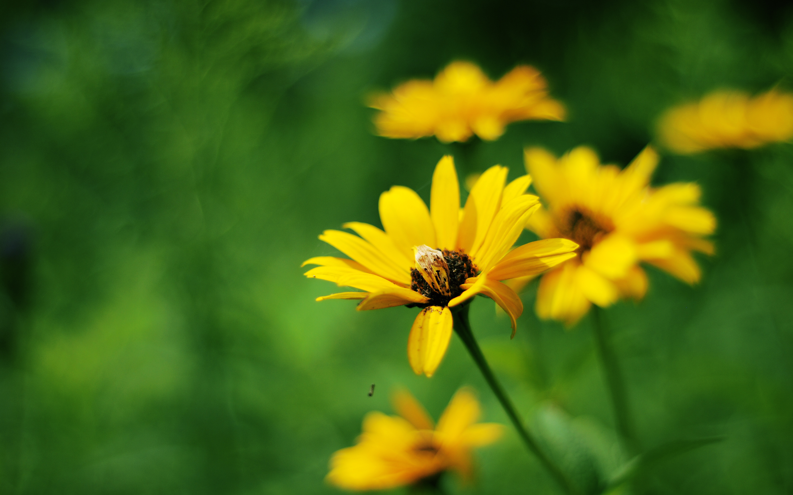 yellow summer flowers wallpapers hd wallpapers yellow summer flowers