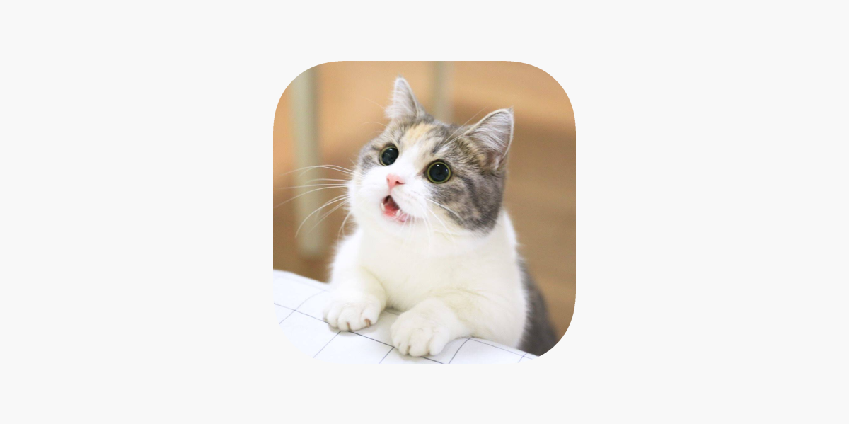 Cat Wallpaper Cute On The App Store