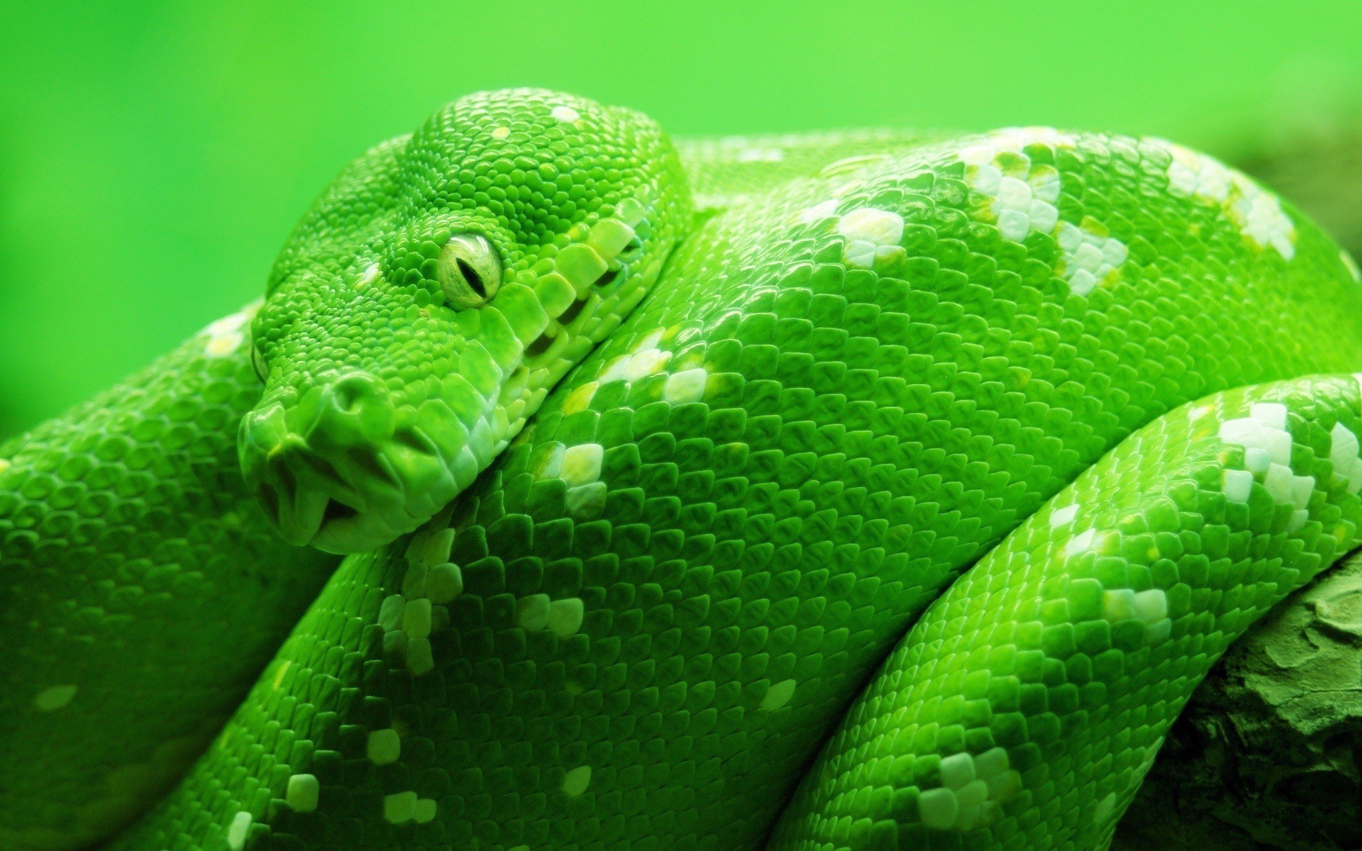 Snake Picture HD Green Pictures Wallpaper