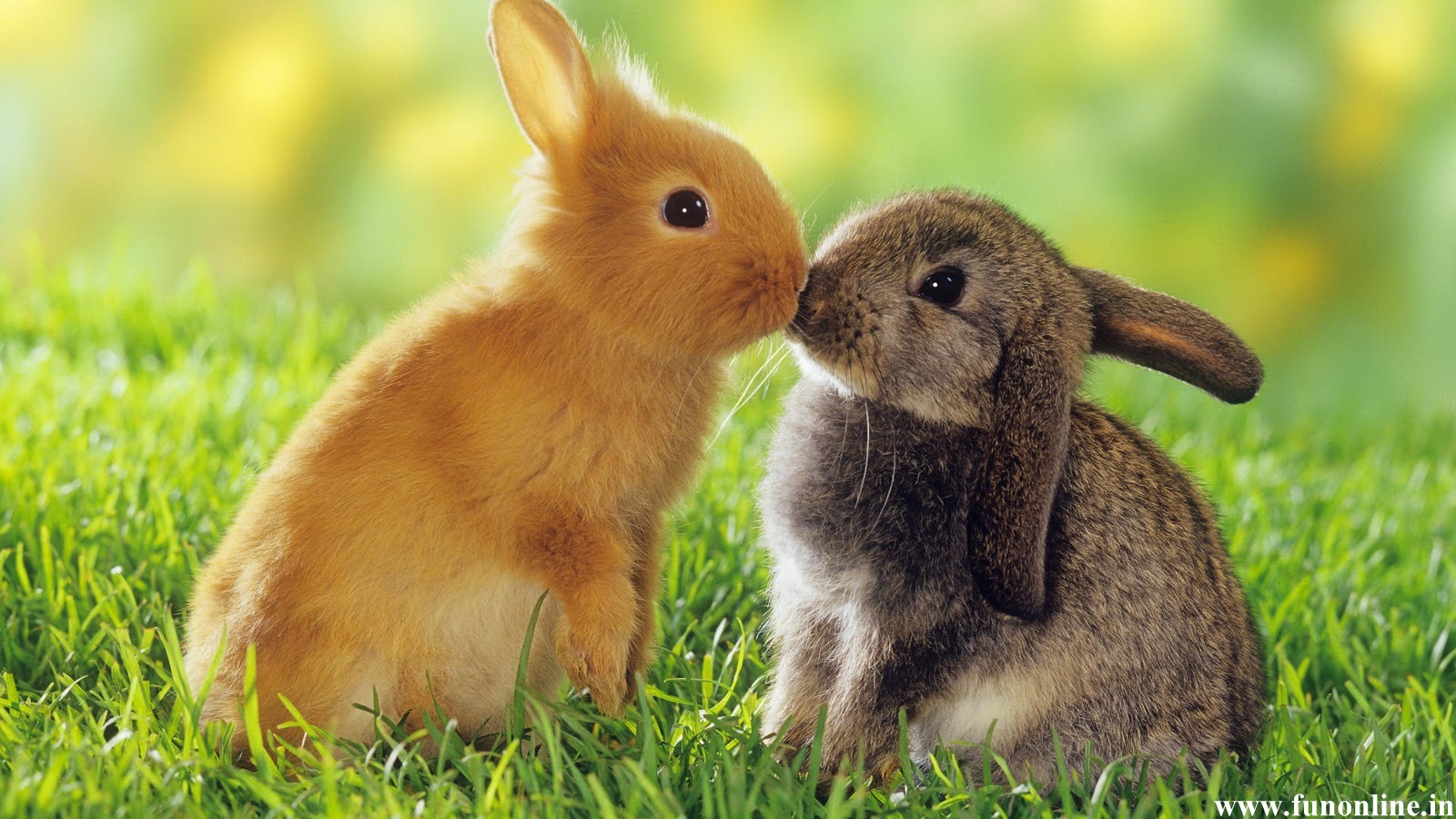 Baby Rabbits HD Wallpaper Background Image