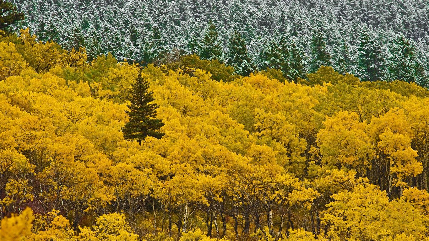 Autumn Mountain Forest Wallpaper