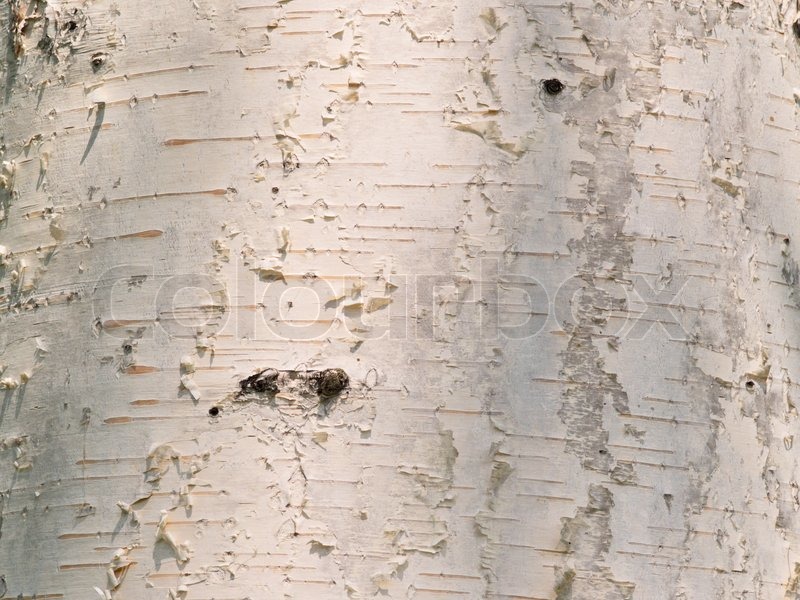 Birch Background From A Silver
