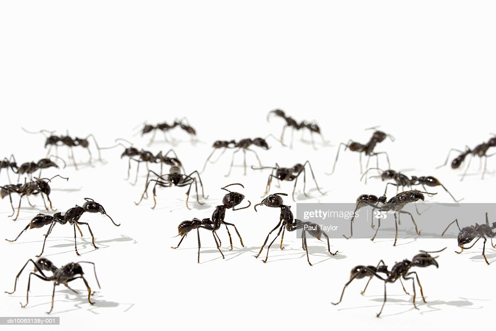 [13+] Ants Backgrounds | WallpaperSafari