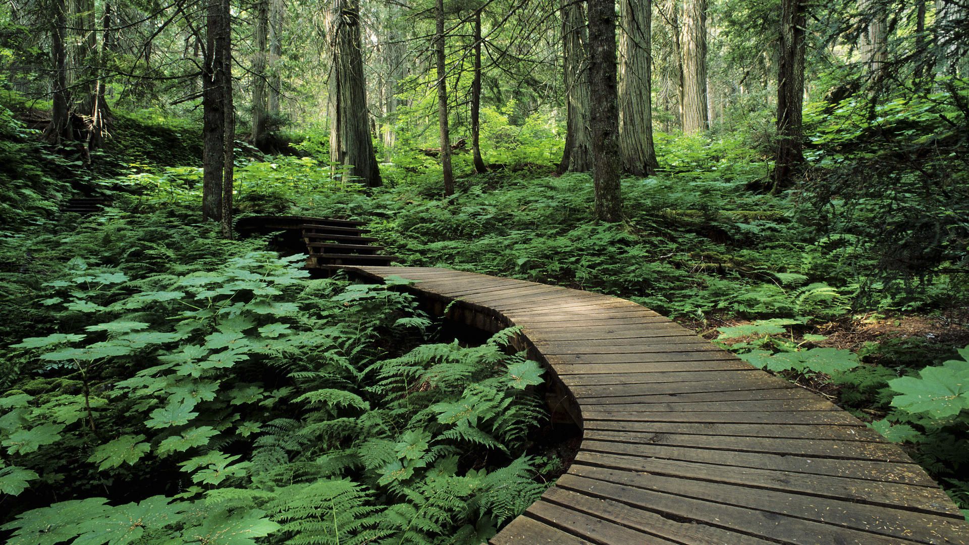 Forest Trail Mount Revelstoke British Columbia Picture Nr