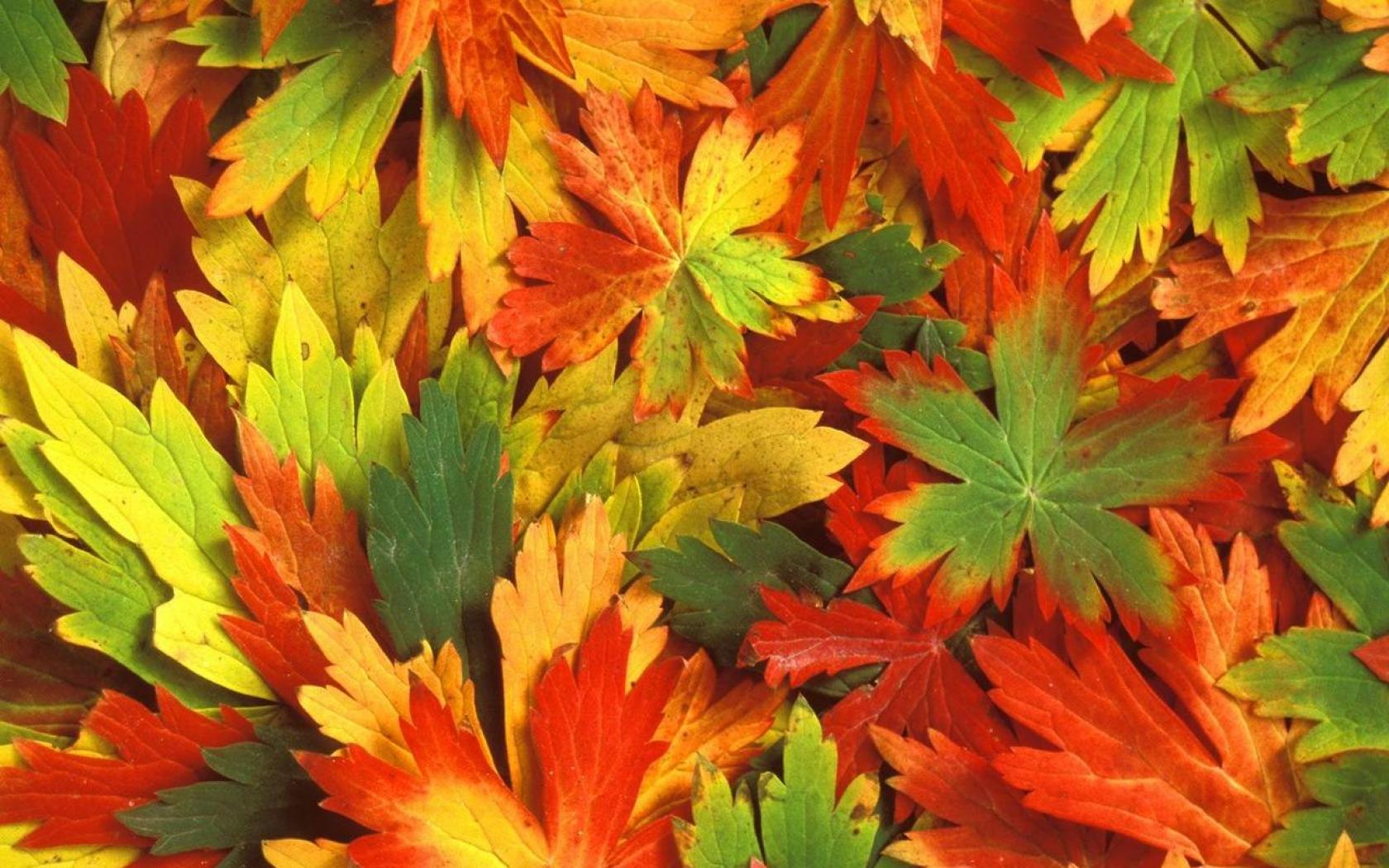Kaleidoscope Of Autumn Leafs HD Wallpaper Hq Desktop