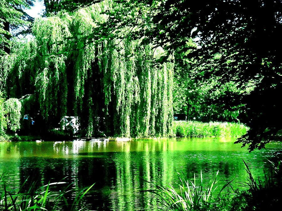 5 Willow Tree Primitive weeping willow trees HD wallpaper  Pxfuel