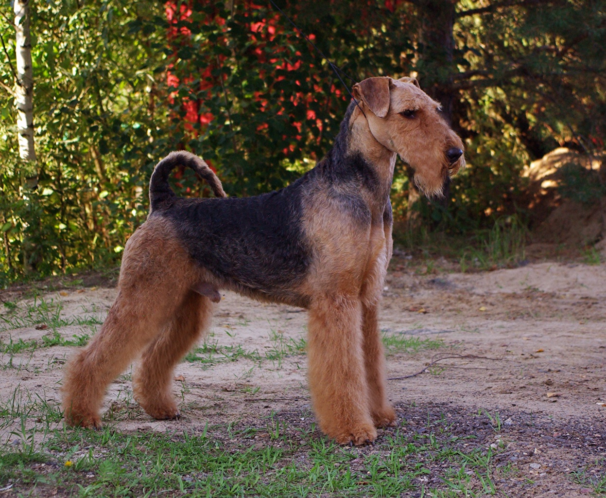 Wallpaper Airedale Terrier Dogs Animal