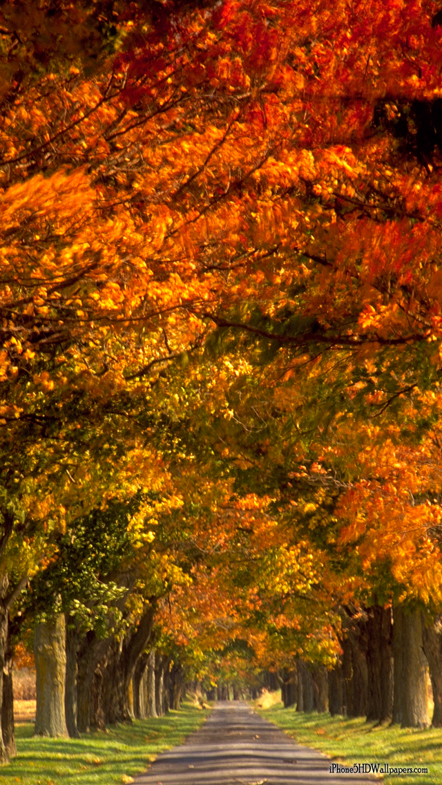 iPhone 5 Wallpapers Fall on Path Fall Path