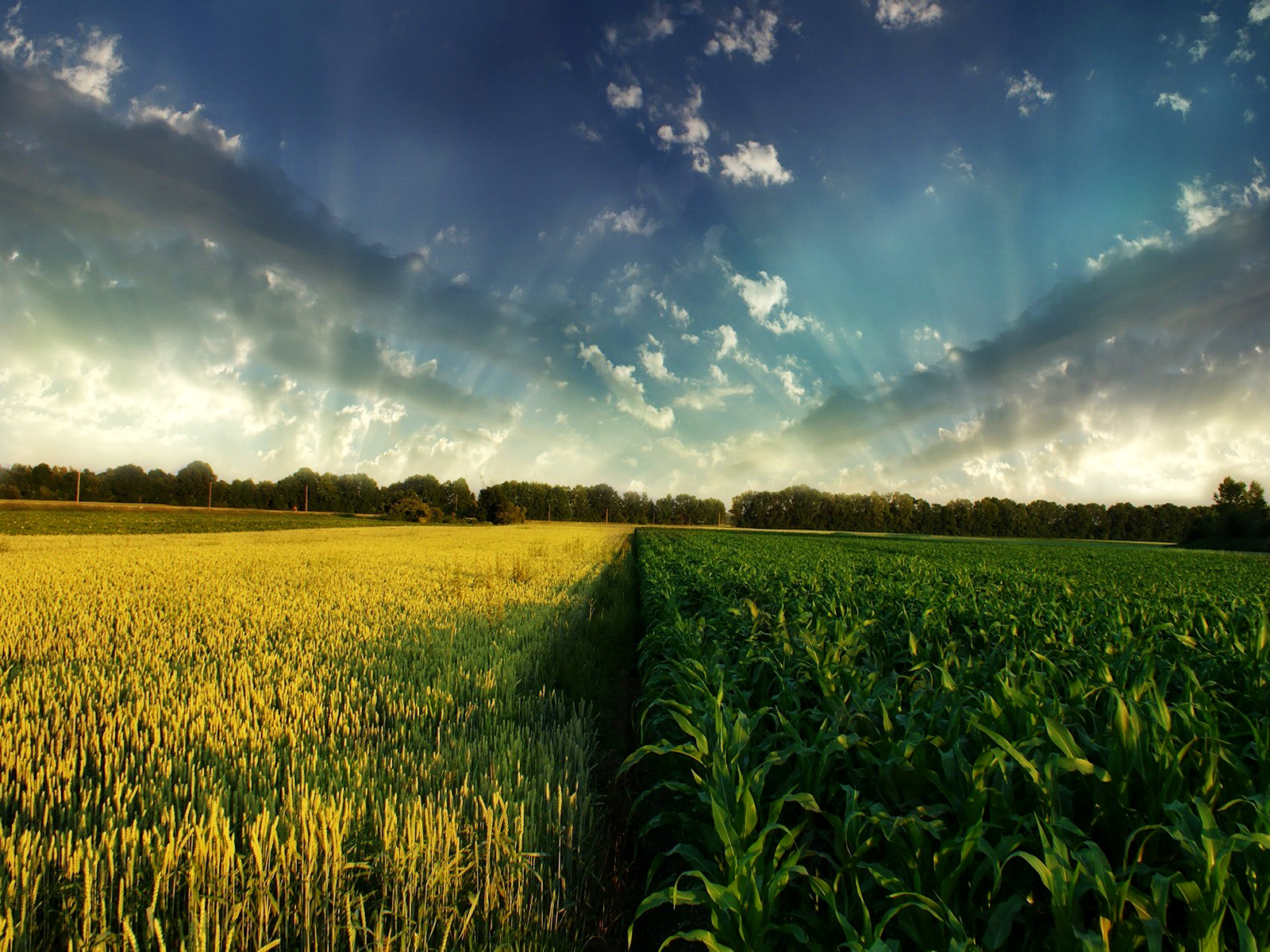 Corn And Wheat Spring Wallpaper Conservative Arguments Are