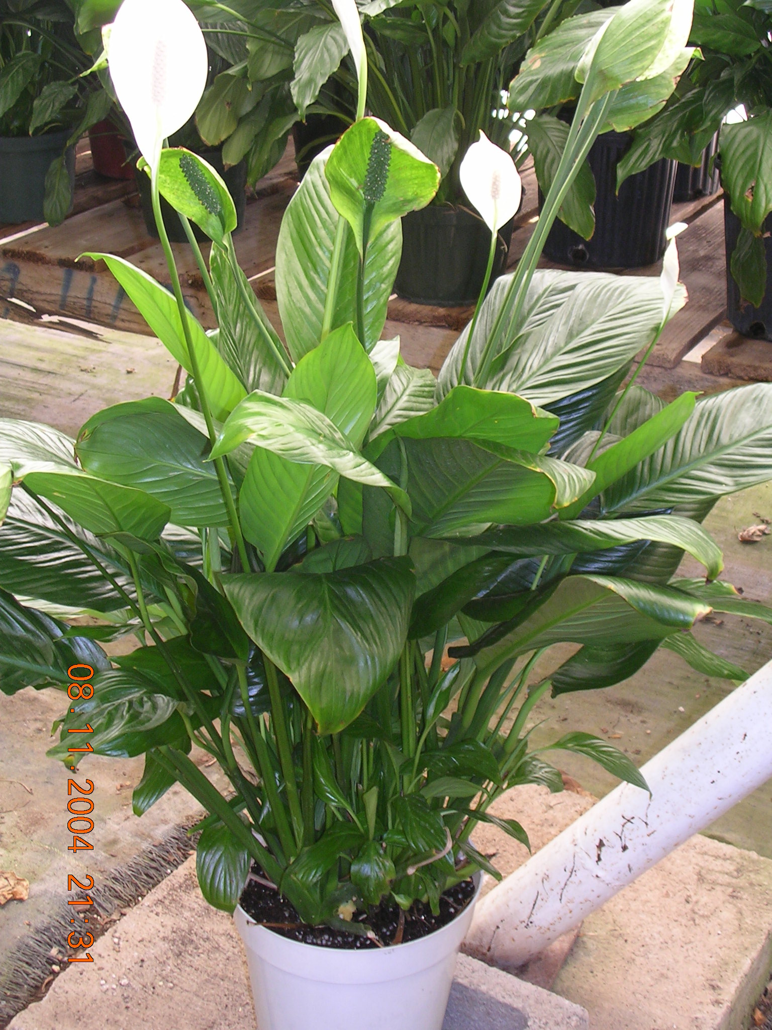 For tropical plants or other plant delivery Phoenix Plants delivers