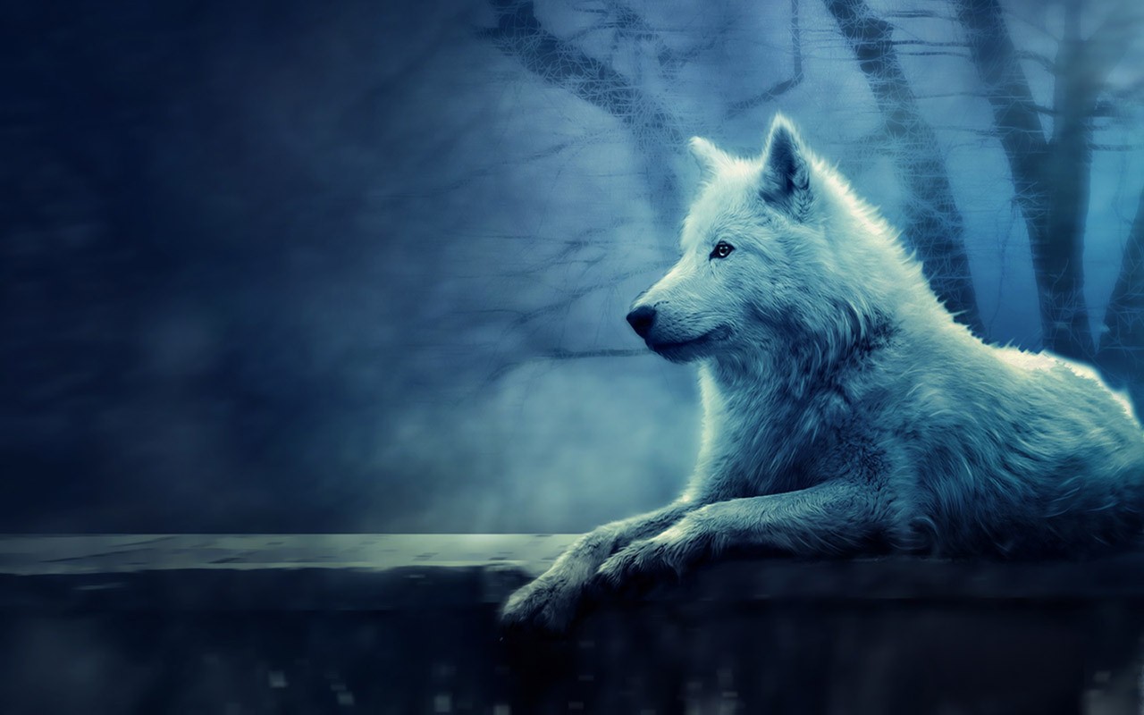 Wonderful White Wolf Wallpaper Full HD Pictures