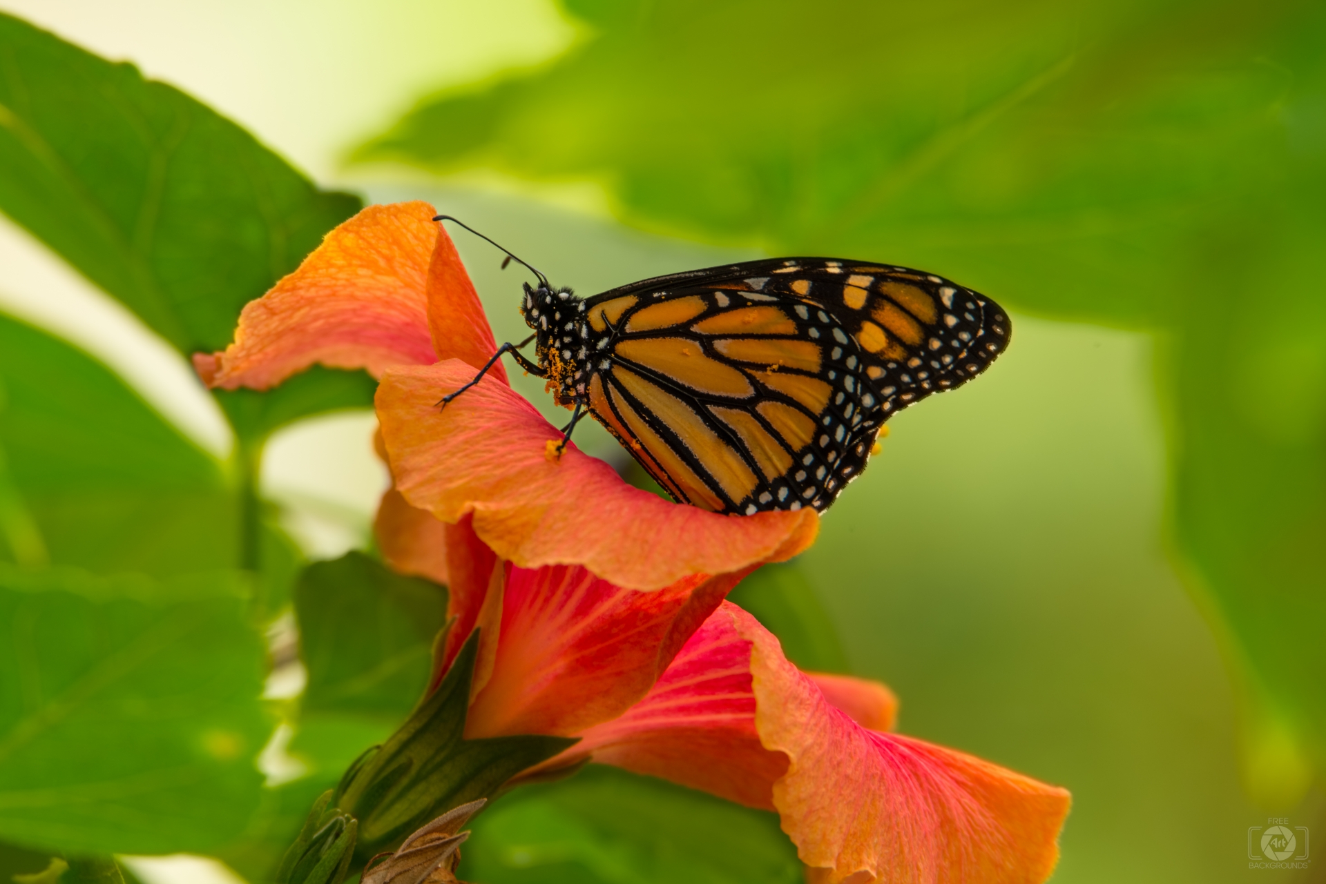 Orange Butterfly Background High Quality Background
