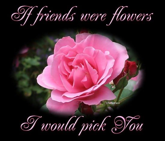 Holiday Wallpaper Friendship Day Flower Flowers For