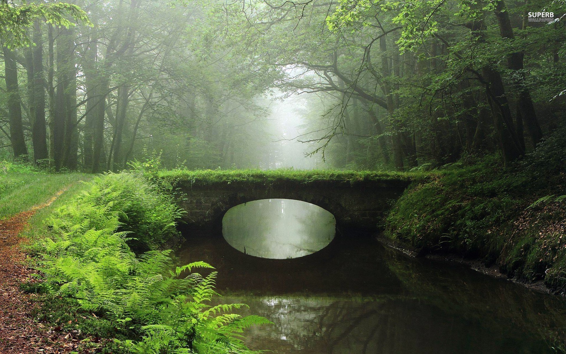 Overgrown Bridge Foggy Wood Desktop Pc And Mac Wallpaper