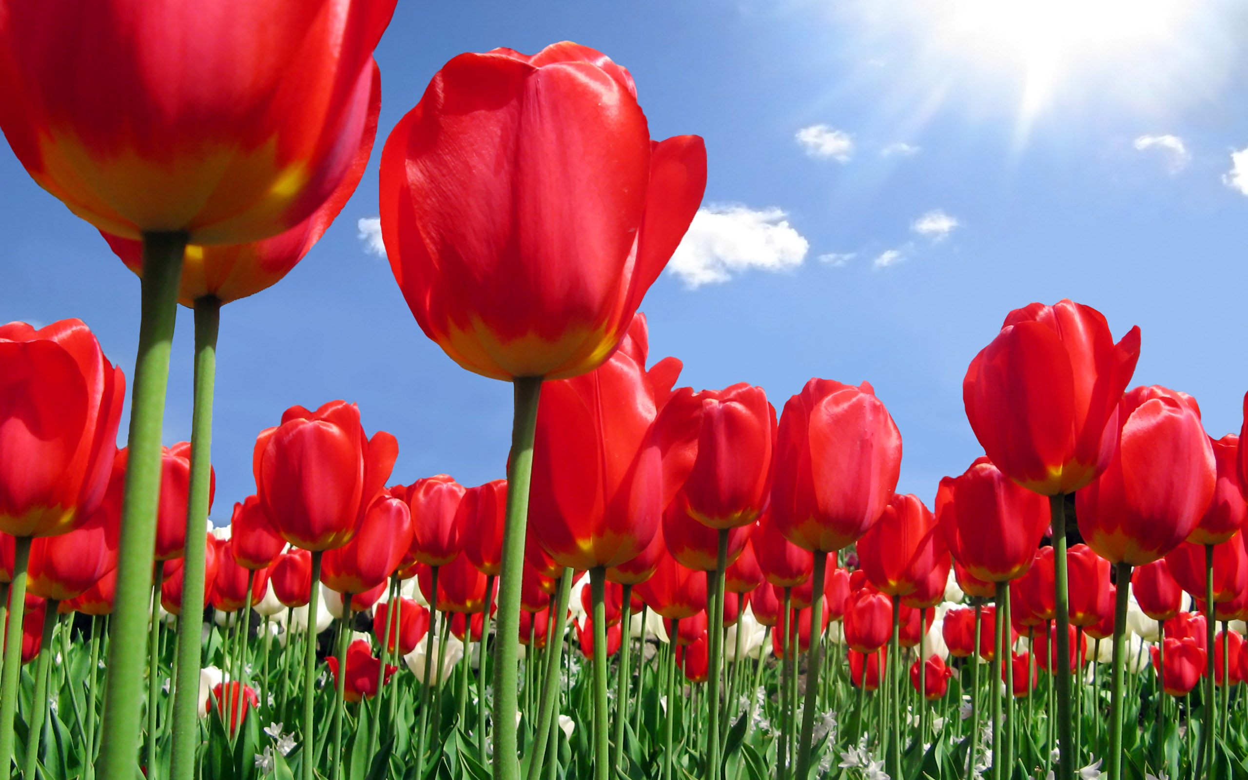 Red Tulip Flower Wallpaper For Desktop
