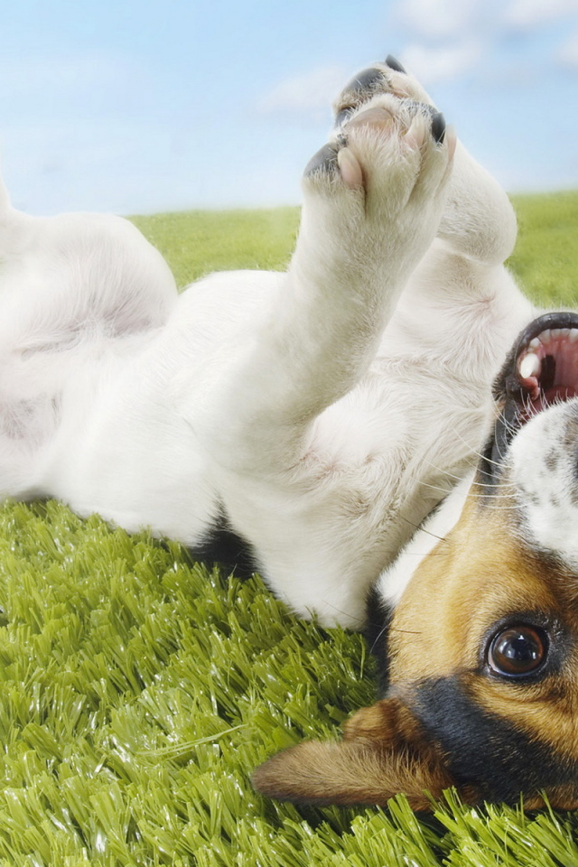 Jack Russell Terrier Desktop Wallpaper