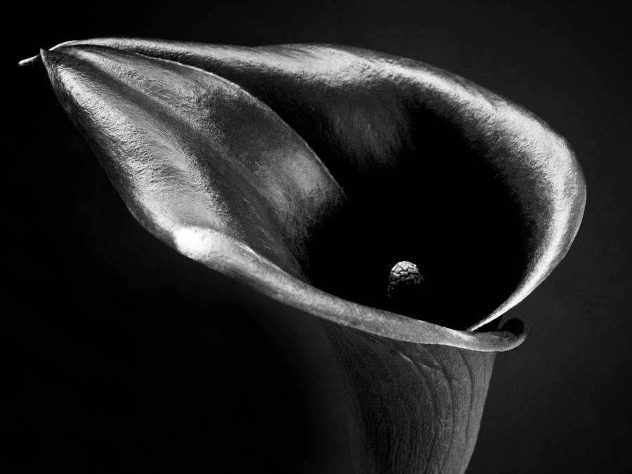 Calla Lily Flower Black And White Photograph Fine Art Print