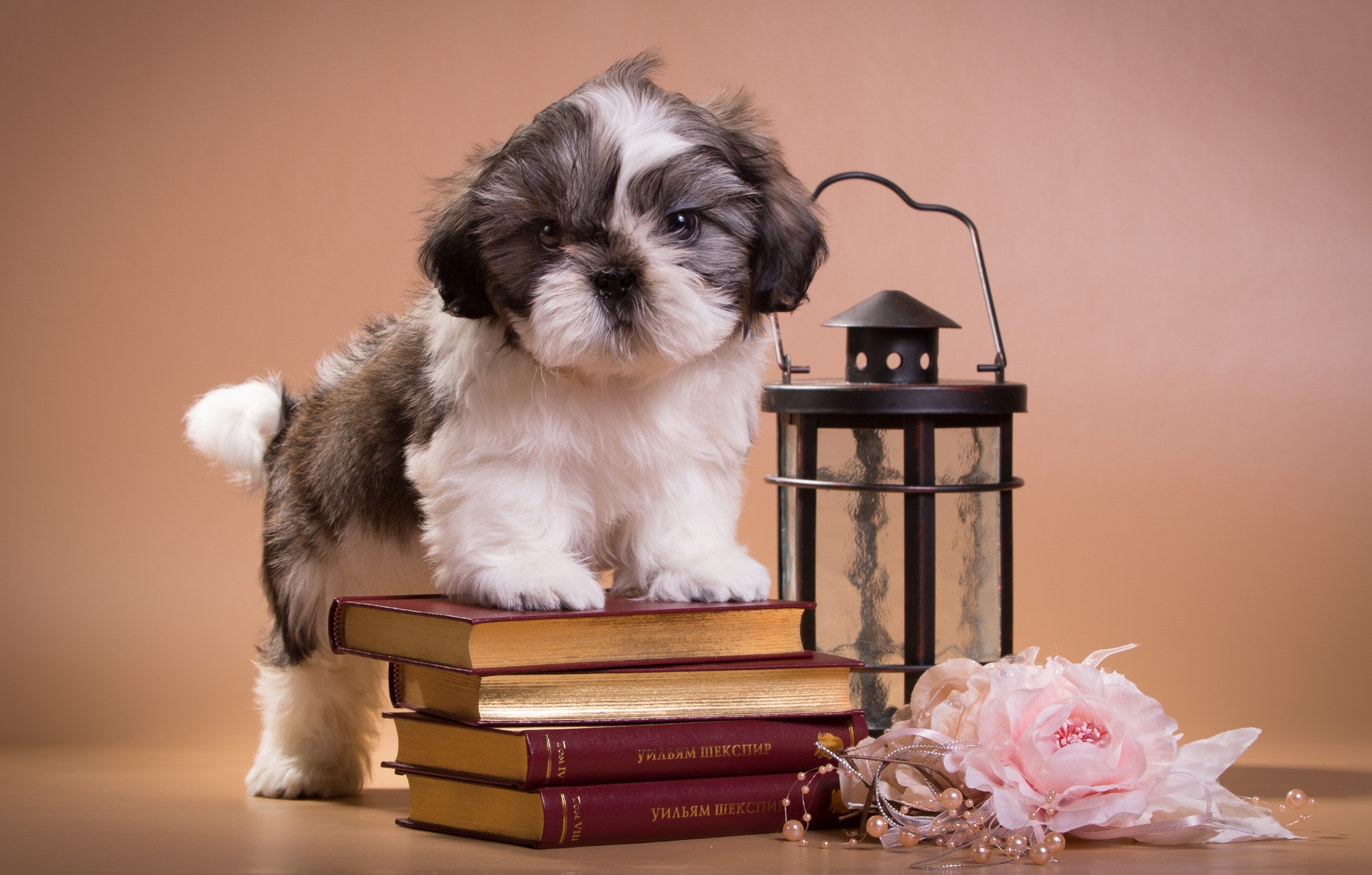 Wallpaper Shih Tzu Puppy Books Lantern Dog