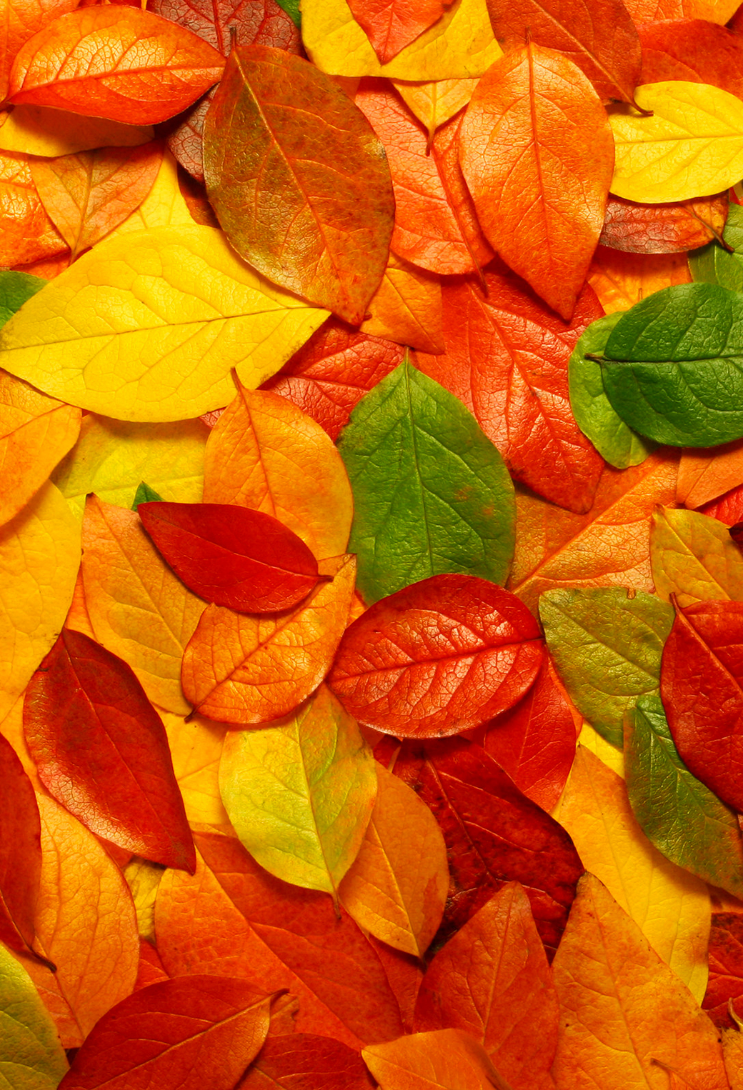 Autumn Leaves 3wallpaper iPhone Les Wallpaper Du Jour