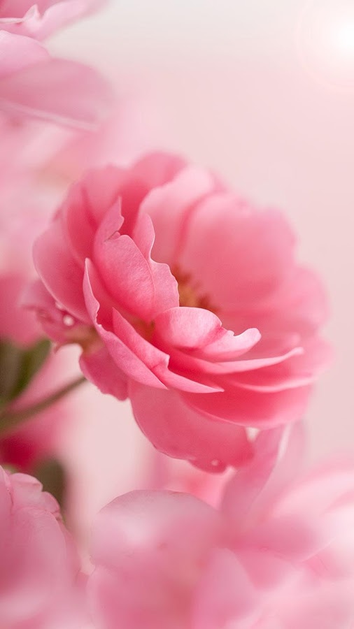 Pink Roses Live Wallpaper Android Apps On Google Play