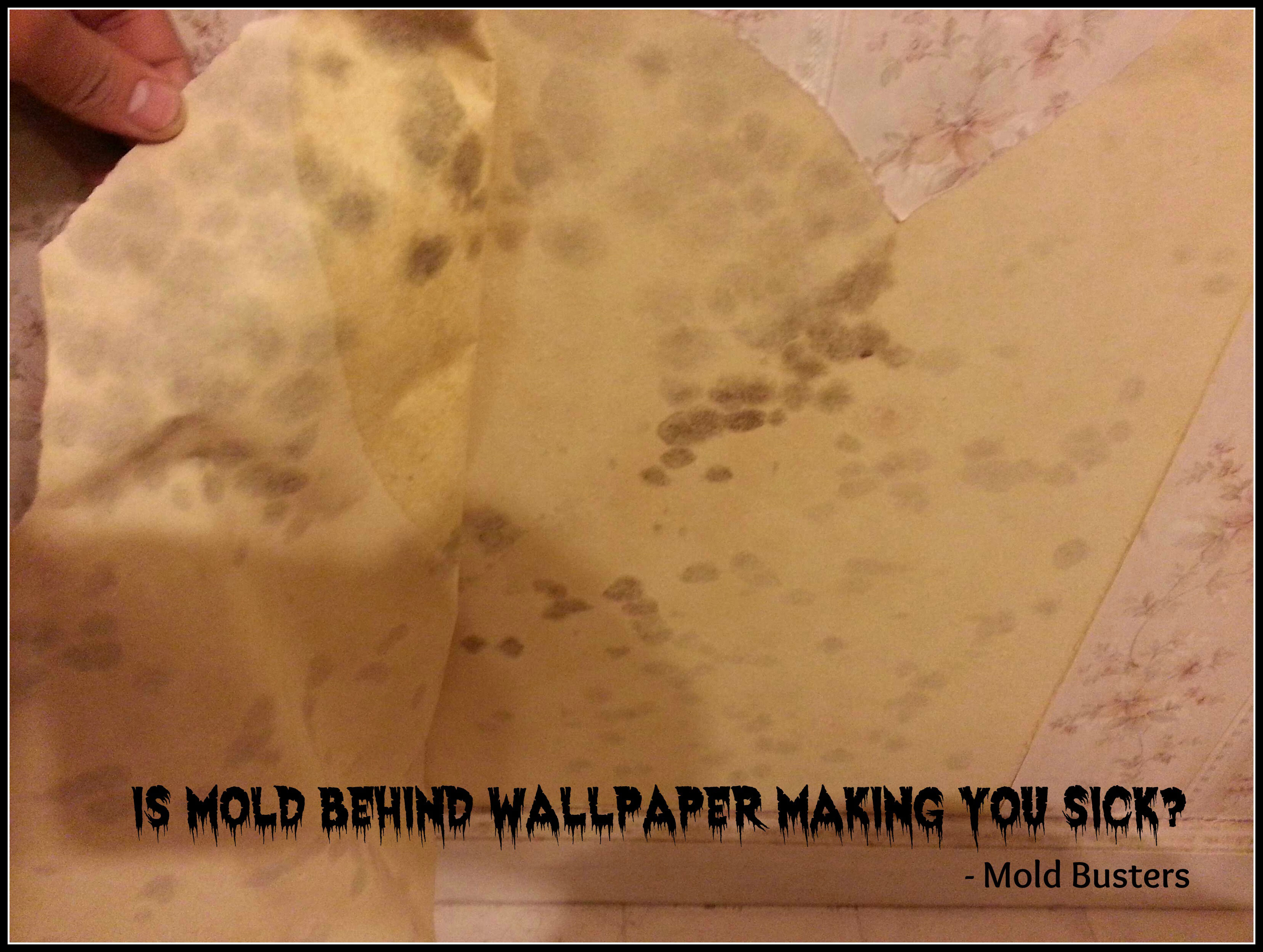 How To Inspect A Home For Mold Busters