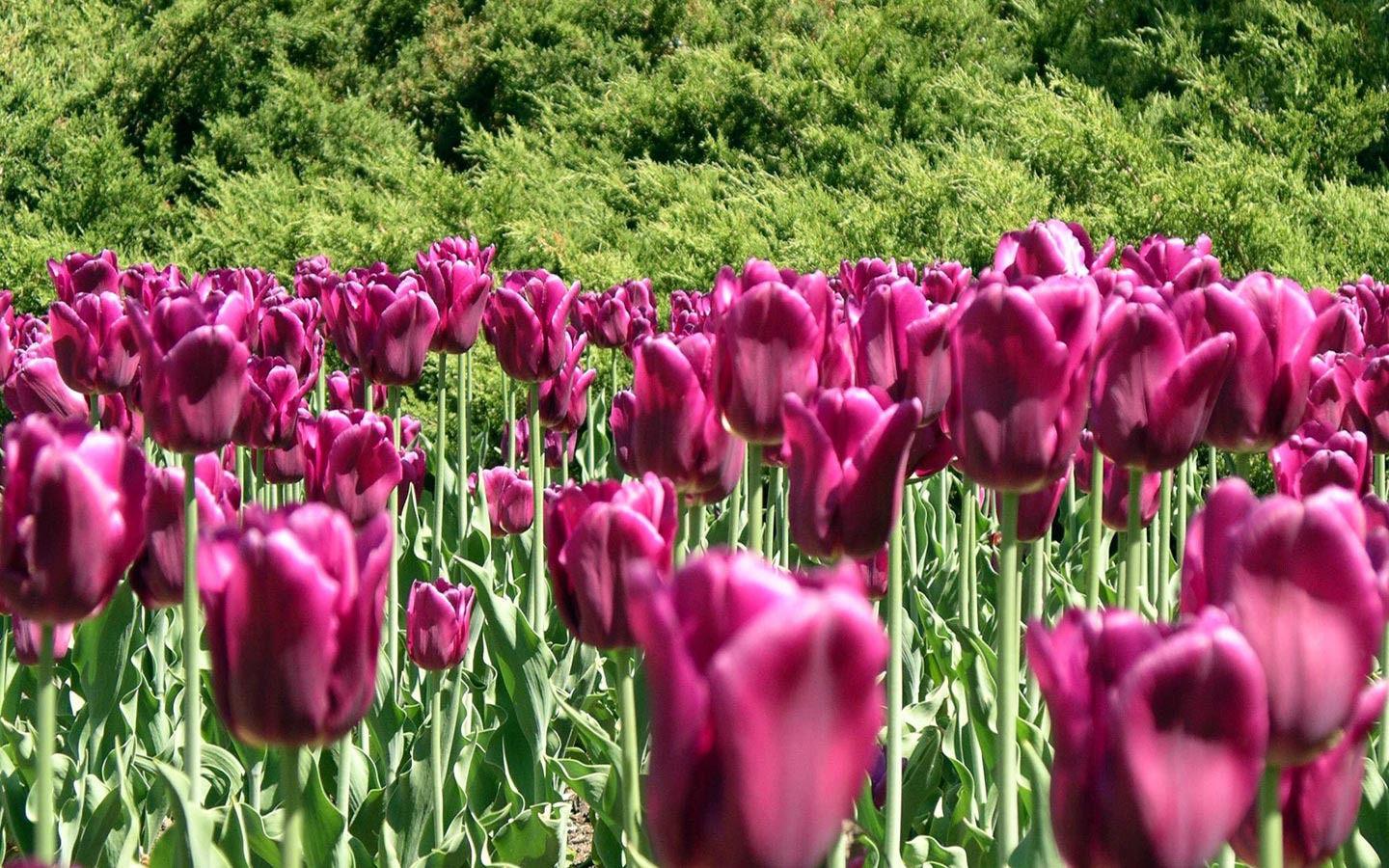 Purple Tulip Wallpaper HD Flowers