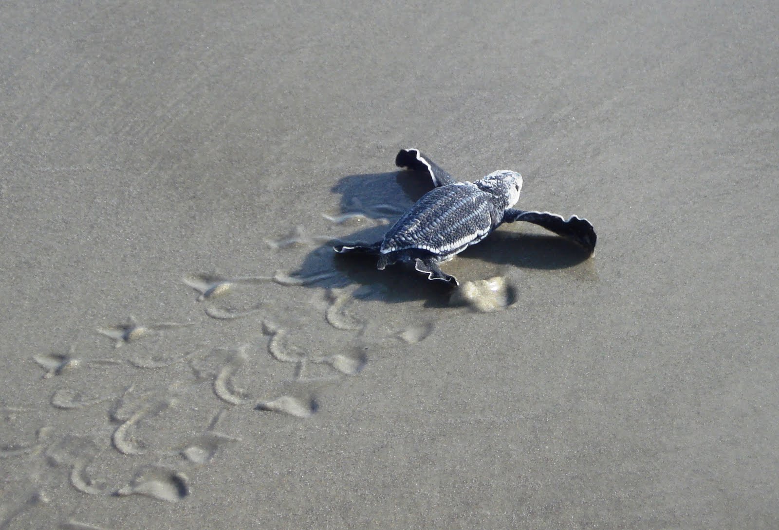 Sunshine Palate The Baby Sea Turtles Are Hatching