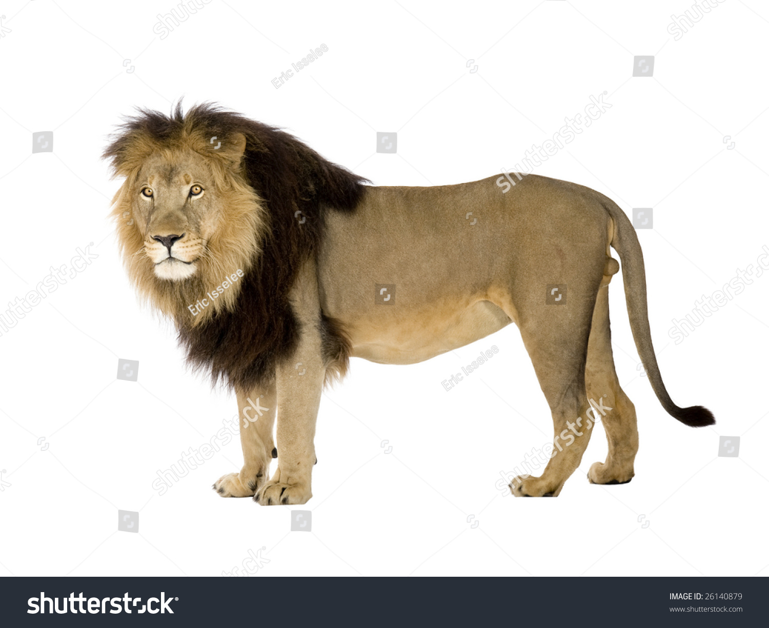 Lion And A Half Years Panthera Leo In Front Of