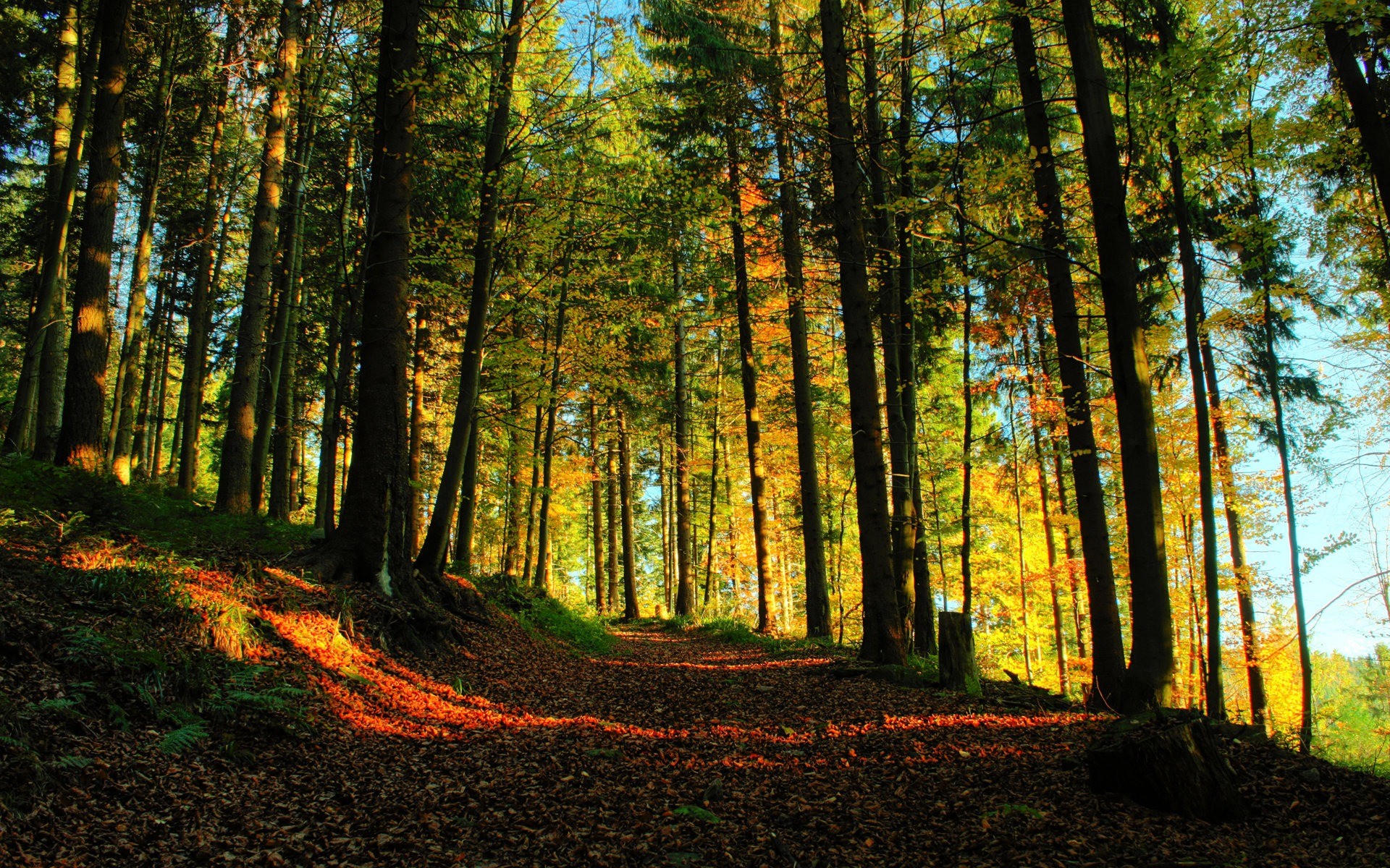 Forest Path 4k Hd Wallpaper Image Photos And Picture
