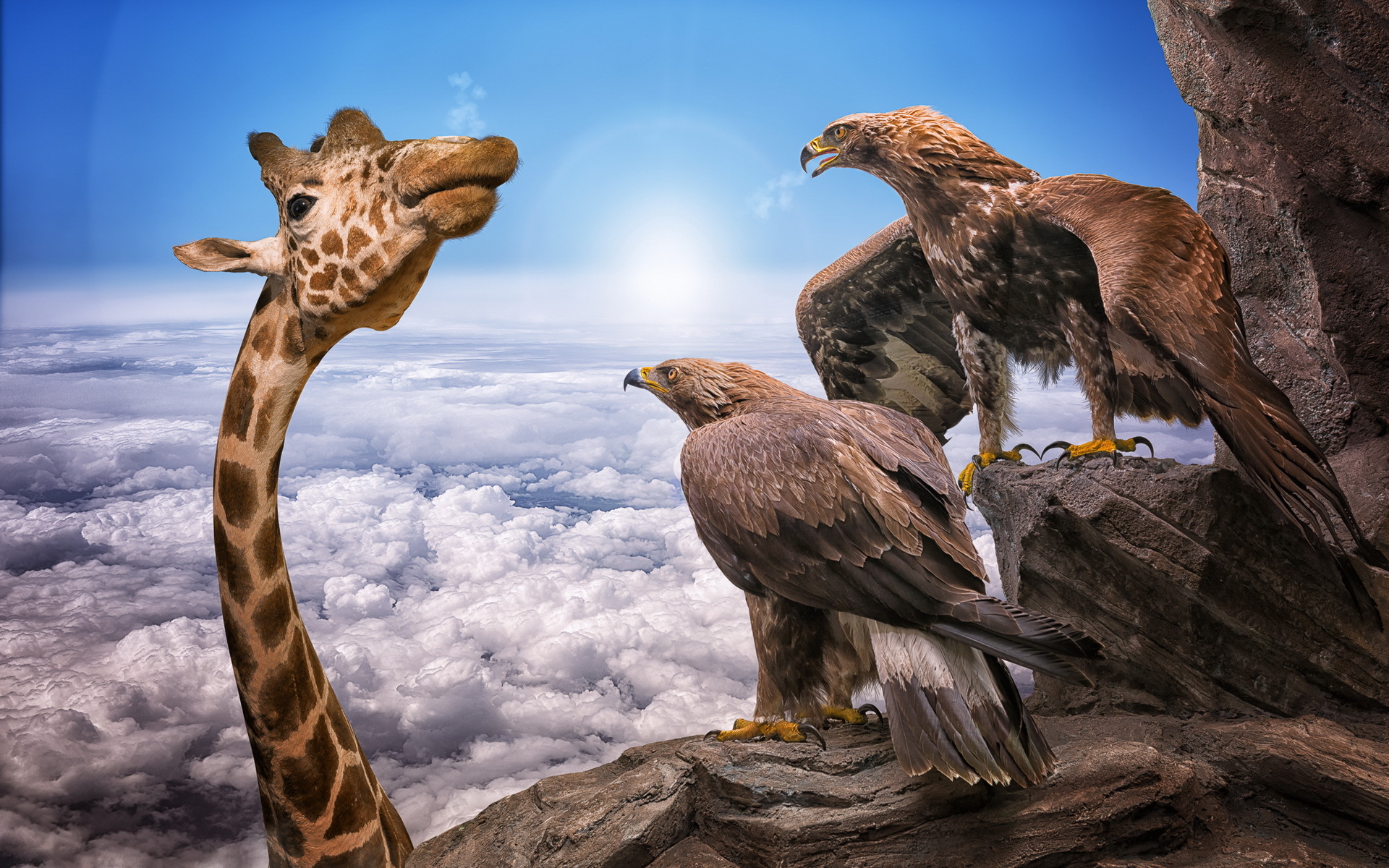 Situations giraffe eagle sky clouds funny wallpaper Animal