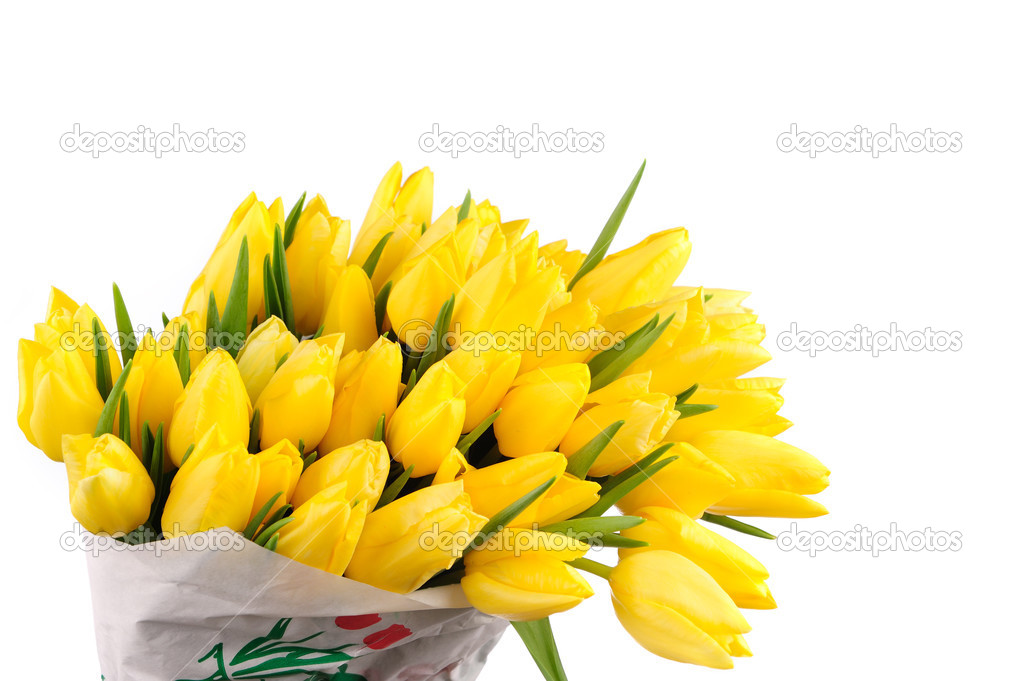 Yellow Tulip Background Tulips Isolated Over