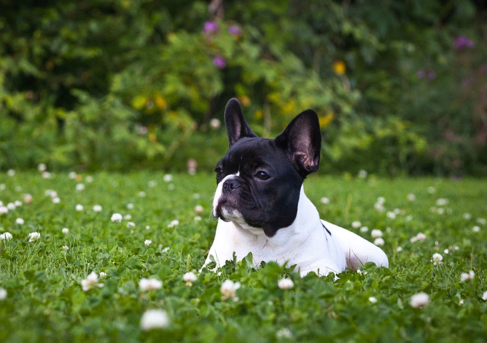 Pictures Of French Bulldogs Cute Puppy