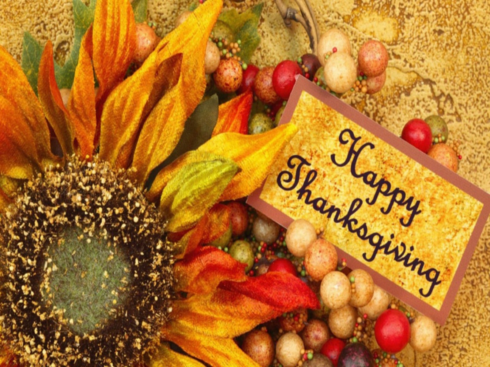 Search Results For Cute Thanksgiving Wallpaper