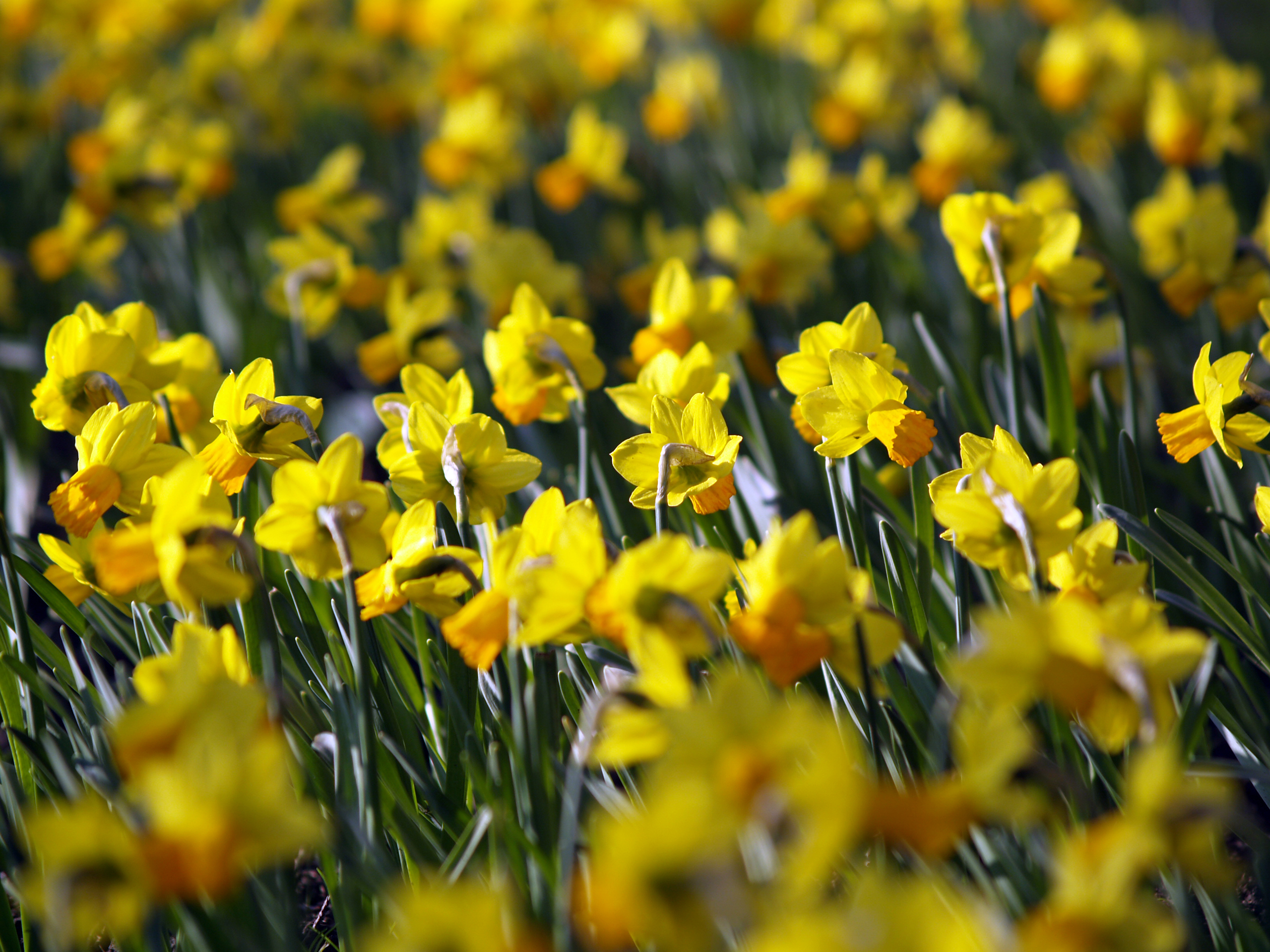 Daffodil Wallpaper Stock Photos