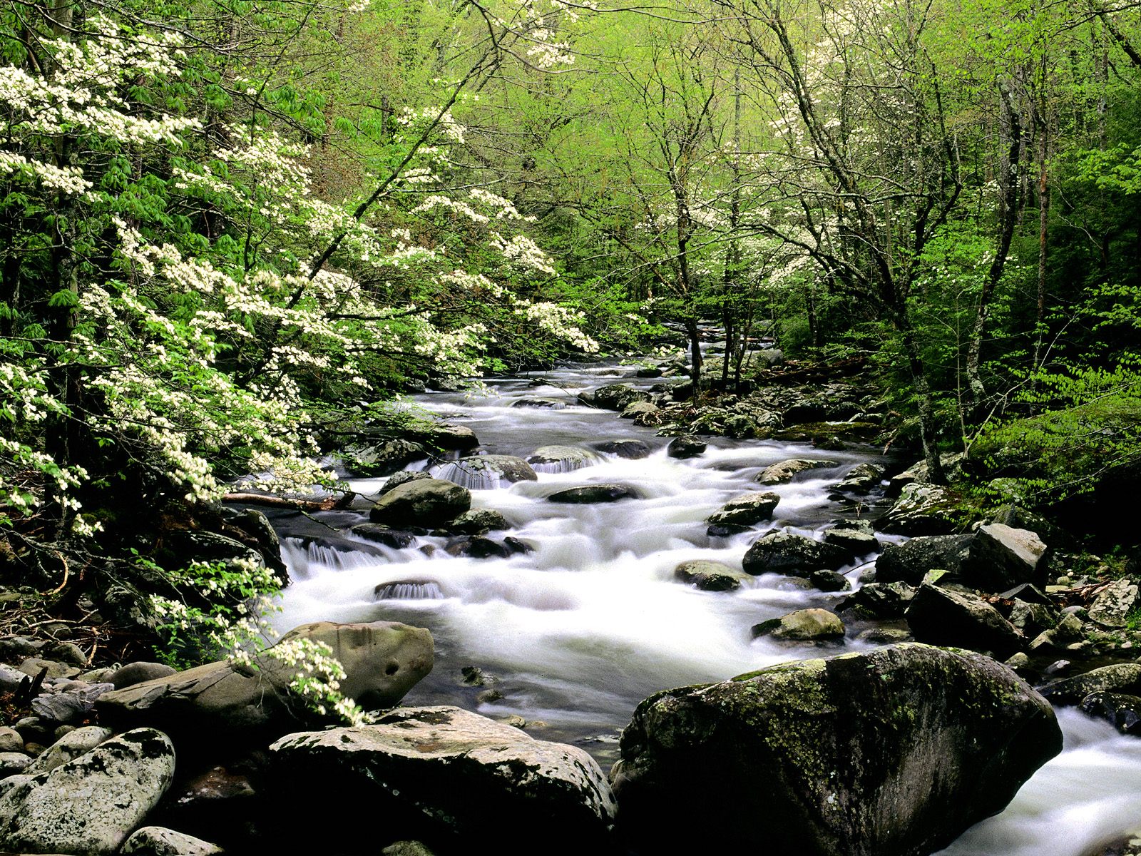 Download wallpaper Middle Prong River Great Smoky Mountains