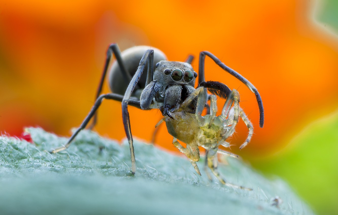 Wallpaper Spider Legs Eyes Food Macro Orange