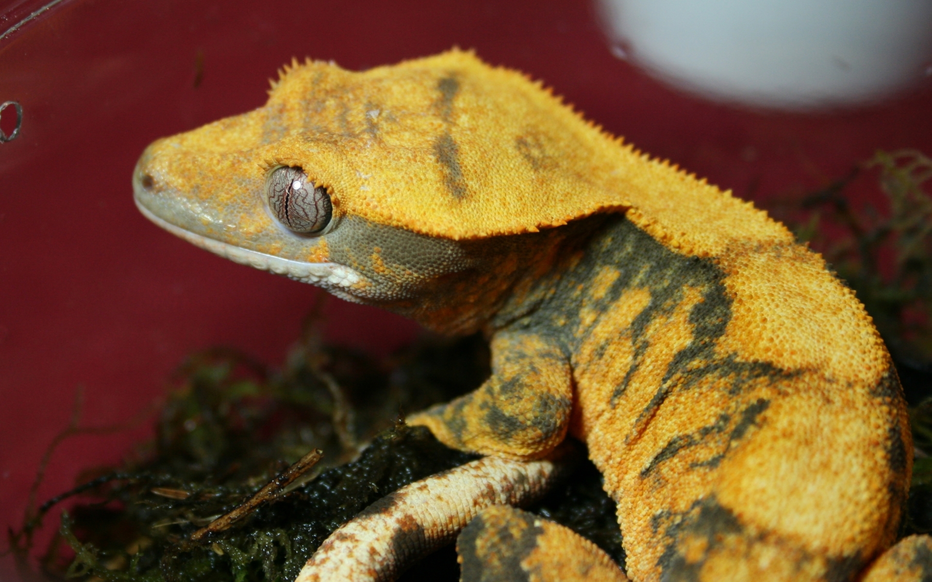 Cute Crested Gecko HD Wallpaper Background Image