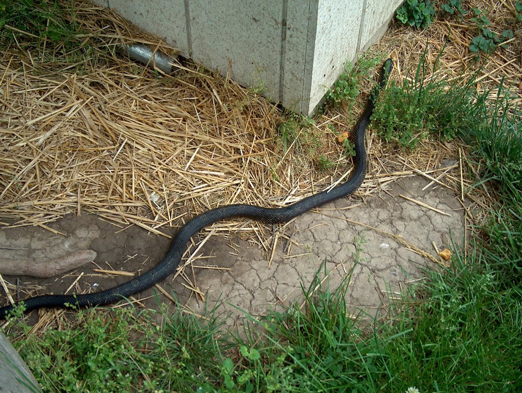 HD Wallpaper Of Black Snake